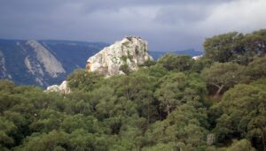 Buitres Leonados en Los Alcornocales