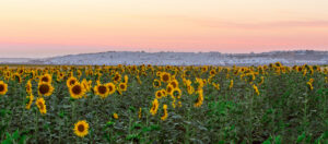 Conil de la Frontera girasoles