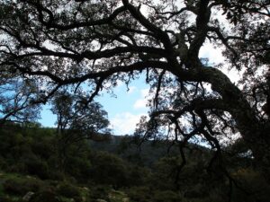 Parque Natural de Los Alcornocales
