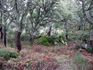 Canuto de Risco Blanco Parque Natural de los Alcornocales
