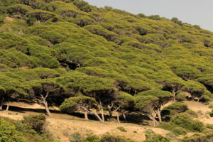 Parque Natural de la brena