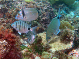 Sargo y Mojarra Fondos Subacuaticos en el Parque Natural del Estrecho