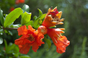 flora en la brena