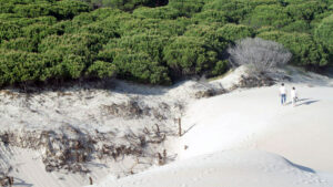 Duna de Bolonia