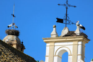 Campanario de la iglesia de San Nicolas