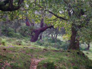 Parque Natural de Los Alcornocales