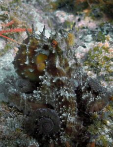Pulpo Fondos Subacuaticos en el Parque Natural del Estrecho
