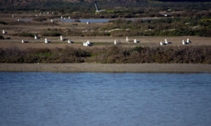 Parque Natural Bahia de Cadiz Gaviotas en el Rio Arillo