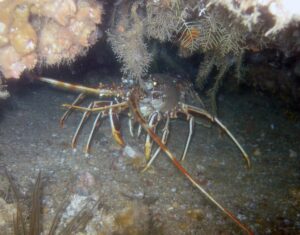 Langosta Fondos Subacuaticos en el Parque Natural del Estrecho