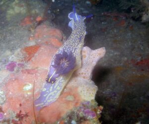 Nudibranquio Fondos Subacuaticos en el Parque Natural del Estrecho