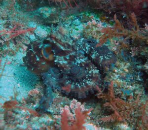 Pulpo Fondos Subacuaticos en el Parque Natural del Estrecho