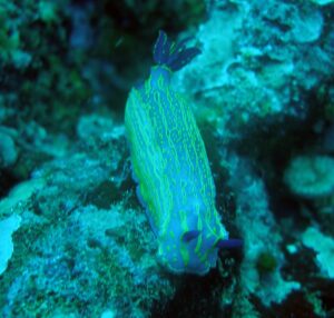 Nudibranquio Fondos Subacuaticos en el Parque Natural del Estrecho