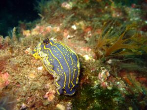 Nudibranquio Fondos Subacuaticos en el Parque Natural del Estrecho