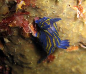 Nudibranquio Fondos Subacuaticos en el Parque Natural del Estrecho