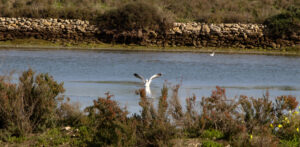 Parque Natural Bahia de Cadiz Rio Arillo