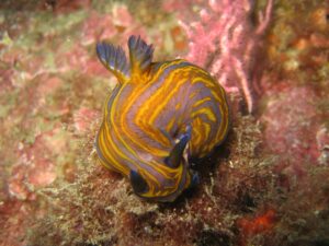 Nudibranquio Fondos Subacuaticos en el Parque Natural del Estrecho