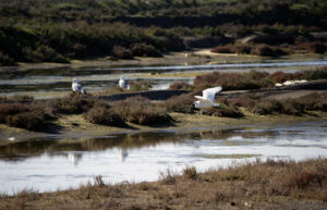 Parque Natural Bahia de Cadiz Garceta en el Rio Arillo