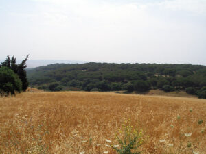 el pinar de la brena