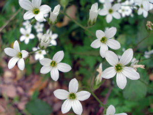 Flora en Alcornocales