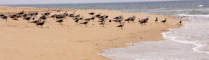 Gaviotas en la playa de la Yerbabuena