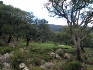 Los Alcornocales
