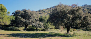 Parque Natural Sierra de Grazalema El Bosque