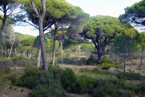 Parque Natural de La Brena