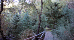 Pinsapos en el Jardin Botanico El Bosque