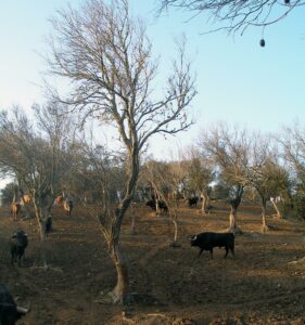 Toro Barvo de Lidia Ruta del Toro