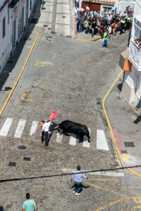 Toro Embolao Arcos de la Frontera 4