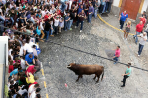 Toro Embolao Arcos de la Frontera 9