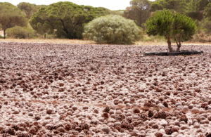 el pinar de la brena