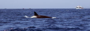 07 2015 10 Orcas en el Estrecho de Gibraltar