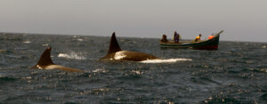 07 2015 1Orcas en el Estrecho de Gibraltar
