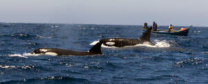 07 2015 2 Orcas en el Estrecho de Gibraltar