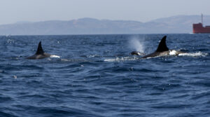 07 2015 3 Orcas en el Estrecho de Gibraltar