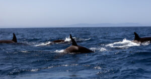 07 2015 6 Orcas en el Estrecho de Gibraltar
