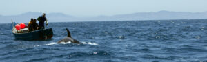 07 2015 8 Orcas en el Estrecho de Gibraltar