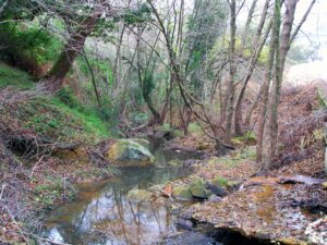 Bosque de Ribera en el Parque Natural de Los Alcornocales
