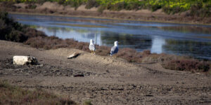 Parque Natural Bahia de Cadiz Gaviotas en el Rio Arillo