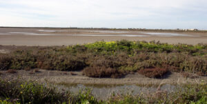 Parque Natural Bahia de Cadiz Rio Arillo