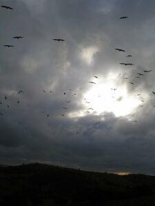 Buitres Leonados en Los Alcornocales