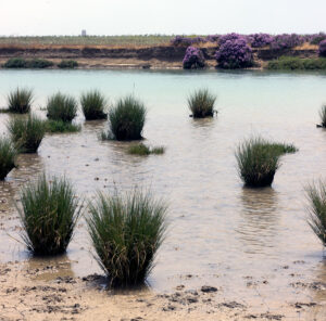 El Prado Conil de la Frontera