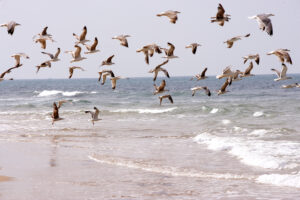 Gaviotas en la playa de la Yerbabuena