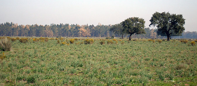 Doñana