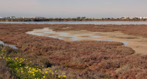 Parque Natural Bahia de Cadiz Rio Arillo
