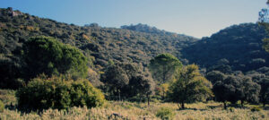 Parque Natural Sierra de Grazalema El Bosque