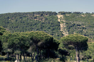 Parque Natural de la brena