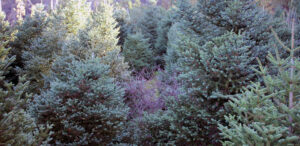 Pinsapar