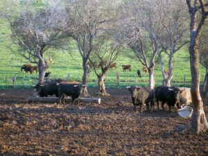 Toro Barvo de Lidia Ruta del Toro